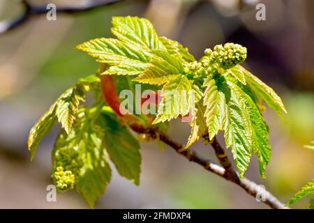 Platane (acer pseudoplatanus), Nahaufnahme der neuen Blätter, die im Frühjahr zusammen mit den Blütenknospen auf dem Baum erscheinen. Stockfoto