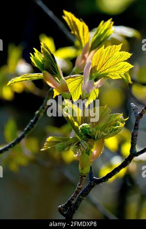 Sycamore (acer pseudoplatanus), hinterleuchtete Nahaufnahme neuer Blätter, die im Frühjahr auf dem Baum erscheinen. Stockfoto