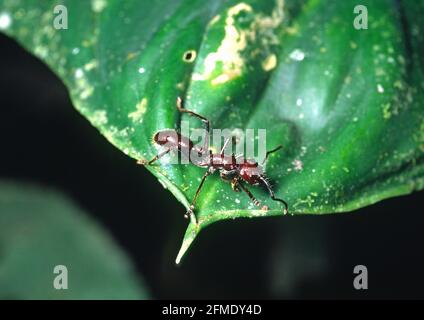 Eine Kugelamse im regenwald von costa rica Stockfoto