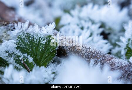 Einsiedeln, Schweiz - 25. November 2020: Winterfrost im November auf dem grünen Blatt Stockfoto