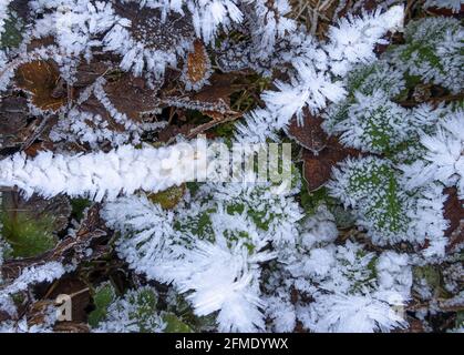 Einsiedeln, Schweiz - 25. November 2020: Winterfrost im November auf herabgefallenen Blättern und Grün Stockfoto
