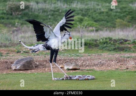 Sekretärin Vogel, der eine Gummischlange bei einem Vogelaufschlag tötete Stockfoto