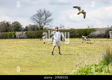 Falconer arbeitet mit einem Köder und einem Lanner Falcon Stockfoto