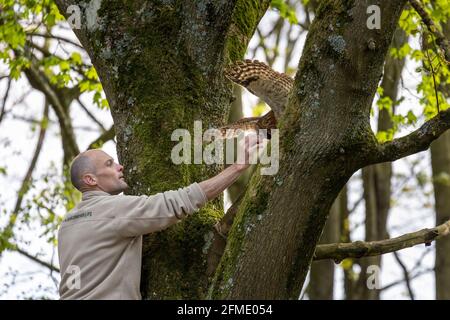 Eine Handler-Hand füttert einen Vogel mit einer Tawney Owl Anzeigen Stockfoto