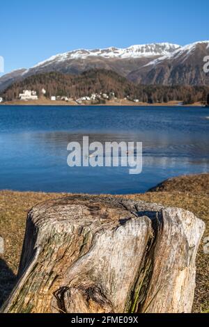 St. Moritz, Schweiz - 26. November 2020: Ein Stumpf am St. Moritzersee Stockfoto