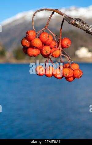 St. Moritz, Schweiz - 26. November 2020: Sträucher mit roten Früchten über dem Wasser des Moritzersees. Stockfoto