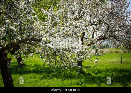 Obstbäume blühen im Mai, Obstgarten Wiese Stockfoto