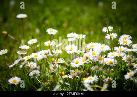 Gänseblümchen (Bellis Perennis) Stockfoto