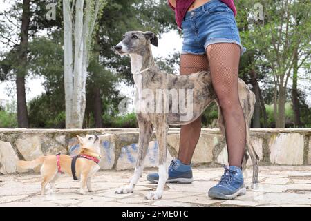 Nicht erkennbare Frauenbeine mit Netzstrumpf und zwei Hunden, einem chihuahua und einem Windhund in einem Park. Stockfoto