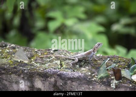 Kleine junge Agama, die auf einer Wand mit Glasscherben sitzt Stockfoto