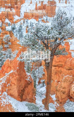 Schnee auf Hoodoos entlang des Queens Garden Trail im bryce Canyon National Park, utah Stockfoto