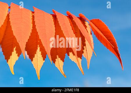 Rheinfall, Schweiz - 25. Oktober 2020: Nahaufnahme der Branche mit herbstlich gefärbten roten Blättern Stockfoto