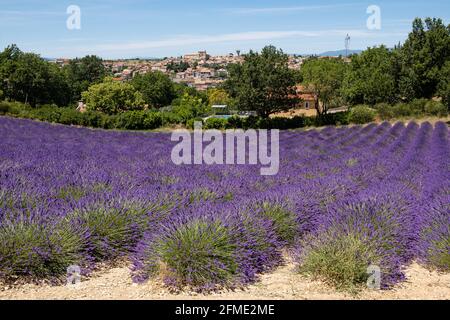 Valensole, Frankreich - 5. Juli 2020: Lavendelfeld in der Provence, Frankreich mit Blick auf die Stadt Valensole Stockfoto