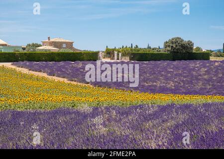 Valensole, Frankreich - 5. Juli 2020: Farbenfrohe Lavendel- und Sonnenblumenfelder in der französischen Provence Stockfoto