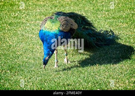 Blaues Pfauen Calgary Zoo Alberta Stockfoto