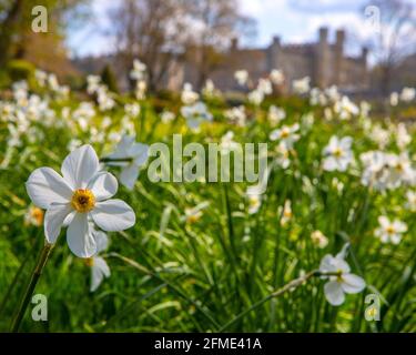 Nahaufnahme eines Daffodils im historischen Leeds Castle in Kent, Großbritannien. Stockfoto