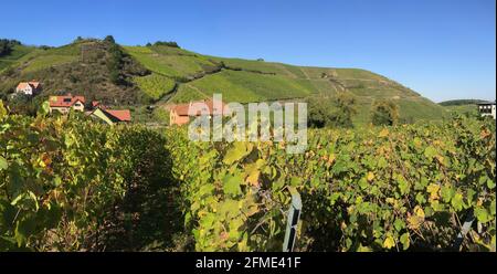 Riquewihr, Frankreich - 29. September 2015: Inmitten der idyllischen Weinberge im Elsass, Frankreich Stockfoto