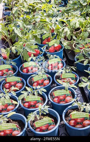 Tomatenpflanzen zum Verkauf in Garden Center, Wales, Großbritannien Stockfoto