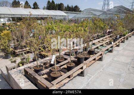 Bäume und Sträucher zum Verkauf in Garden Center, Wales, Großbritannien Stockfoto