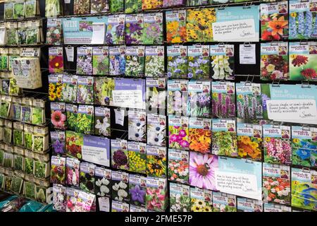 Samen zum Verkauf im Gartencenter, Wales, Großbritannien Stockfoto