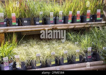 Pflanzen zum Verkauf Bambusarten im Gartencenter, Wales, Großbritannien Stockfoto