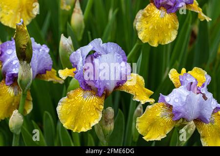 „Bold Statement“-Iris mit Bart in voller Blüte. Regentropfen auf gelben und pastellfarbenen blau-violetten Blütenblättern. Grüne Pflanzen im Hintergrund. Stockfoto