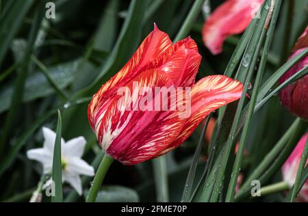 Nahaufnahme der rot-weiß gestreiften Tulpe. Regentropfen auf Blütenblättern; grüne Pflanzen im Hintergrund. Stockfoto