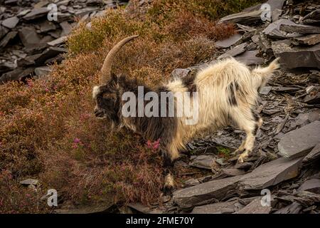 Die Bergziegen von Feral Welsh im ausgestorben Dinorwic Slate Quarry, Snowdonia Stockfoto