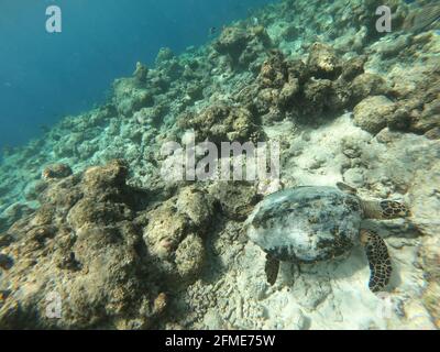 Schildkrötenschildkröte - Eretmochelys imbricata schwimmt unter Wasser. Malediven Korallenriff im Indischen Ozean. Stockfoto