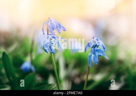 Othocallis siberica Frühlingskerze. Scilla bifolia ist eine kleine blaue Blume, die erste, die im Frühjahr aus dem Schnee auftaucht. Schöner natürlicher Hintergrund Stockfoto