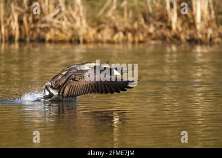 Kanadagans (Branta Canadensis), die vom See abheben Stockfoto