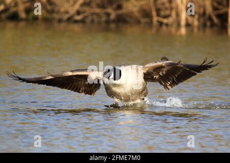 Kanadagans (Branta Canadensis), die vom See abheben Stockfoto