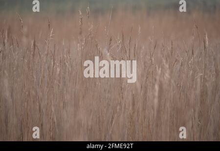 Nahaufnahme von hohen, trockenen goldenen Schilfgräsern, die in Abbotsbury, Dorset, England, schweben, im Mai 2021 in Soft Focus aufgenommen Stockfoto