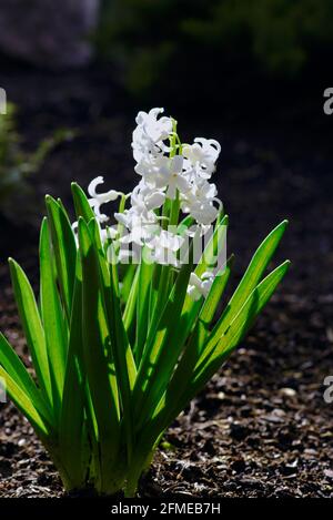 Schöne weiße Hyazinthe (Hyacinthus orientalis) in der Frühlingssonne in einem Glebe-Garten, Ottawa, Ontario, Kanada. Stockfoto