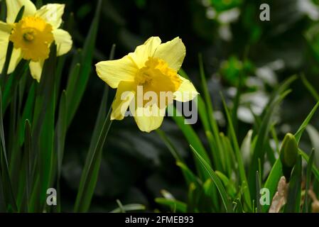 Im späten Frühjahr sieht der schlichte, alte, gelbe Narzissen (Narcissus pseudonarcissus) in einem sonnigen Glebe-Garten herrlich aus. Ottawa, Ontario, Kanada. Stockfoto