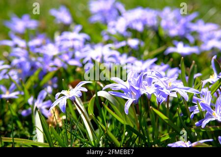 Klumpen von schönen lila scilla (Scilla luciliae) in der Frühlingssonne in Ottawa, Ontario, Kanada. Stockfoto