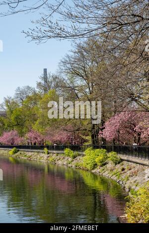 Der Central Park ist ein beliebtes Reiseziel vor allem im Frühling, New York City, USA Stockfoto