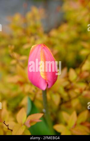 Wunderschöne rosa-gelbe Tulpe, die sich gerade entfaltet, umgeben von gelben Blättern in einem Glebe-Garten in Ottawa, Ontario, Kanada. Stockfoto