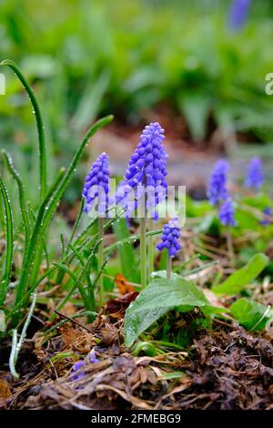 Hübsche kleine violette Blüten einer gewöhnlichen Traubenhyazinthe (Muscari botryoides) in einem feuchten Garten in Ottawa, Ontario, Kanada. Stockfoto