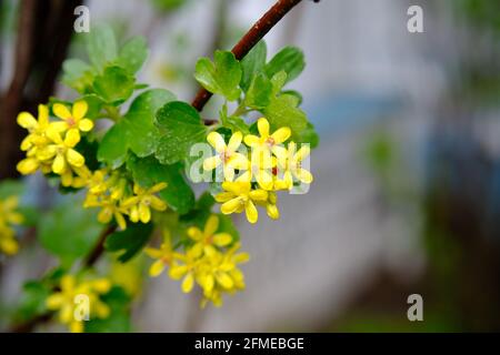 Zierliche gelbe Blüten einer goldenen Johannisbeere (Ribes aureum) an einem regnerischen Frühlingstag in Ottawa, Ontario, Kanada. Stockfoto