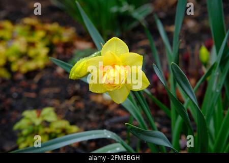 Schöne gelbe Narzissen (Narcissus jonquilla) in einem regnerischen Glebe-Garten im Frühjahr, Ottawa, Ontario, Kanada. Stockfoto