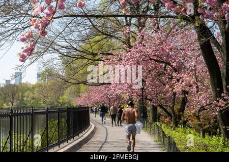 Der Central Park ist ein beliebtes Reiseziel vor allem im Frühling, New York City, USA Stockfoto