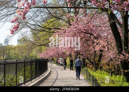 Der Central Park ist ein beliebtes Reiseziel vor allem im Frühling, New York City, USA Stockfoto