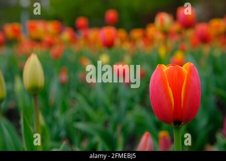 Schönes Rot mit gelben Tulpen beim Canadian Tulip Festival 2021 in Ottawa, Ontario, Kanada. Stockfoto