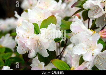 Wunderschöne weiße Blüten eines Rhododendrons (Rhododendron Maximum) in voller Blüte in einem Glebe-Garten in Ottawa, Ontario, Kanada. Stockfoto