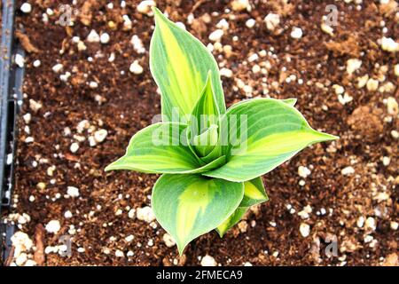 Ein junger Hosta-Sämling, der im Boden wächst Stockfoto