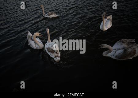 Wunderschöne Fotos von einigen Schwanen im Herrington Country Park in Großbritannien. Stockfoto