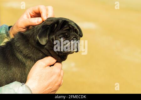 Männlicher Besitzer streichelte seinen niedlichen schwarzen Pug-Hund auf dem er saß Sein Schoß auf gelbem Untergrund verschwommen Stockfoto