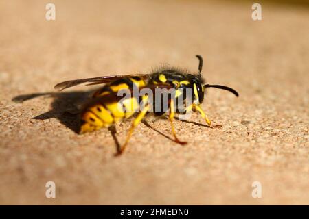 Deutsche Yellowjacke Wasp (V. Germanica) Stockfoto