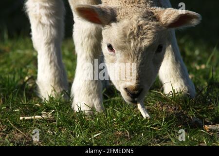 Lamm spielt im Gras Stockfoto